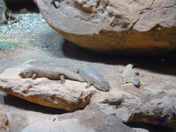 Tiergarten Schönbrunn am 27.01.2026